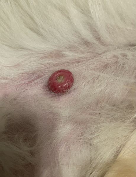 Donut Shaped Lump On Dogs Chest Vet Help Direct