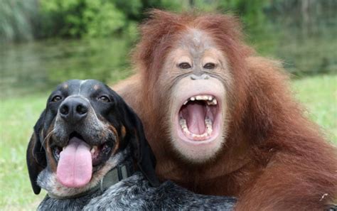 Happy Thoughts With Images Animals Friendship Unlikely Animal