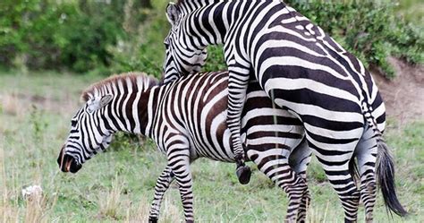 Zebras Mating My Hd Animals