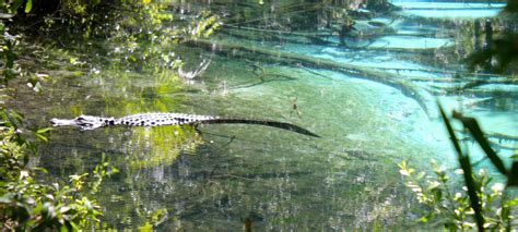 Florida Springs Alligators Included Phillips