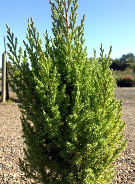 Juniperus Chinensis Pyramidalis Wholesale Nursery Nurseries In