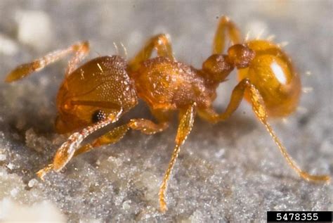 Little Fire Ant Wasmannia Auropunctata