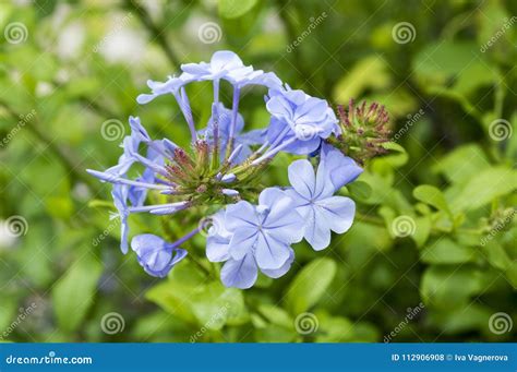 Plumbago Auriculata Light Blue Flowering Plant Stock Photo Image Of