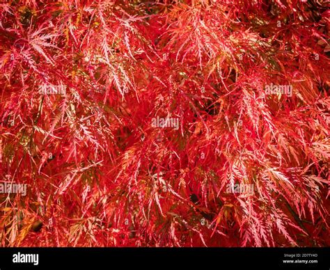 Bright Red Leaves And Fruit Of A Japanese Maple Tree Acer Japonicum