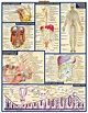 QS-Anatomy-II-2.jpg (1377×1782) | Human anatomy, Medical knowledge ...