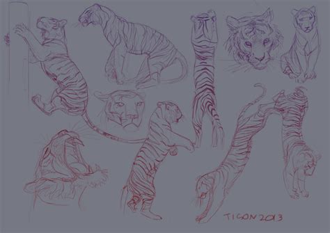 Tiger Studies By Tigon On Deviantart Animal Drawings Tiger Drawing