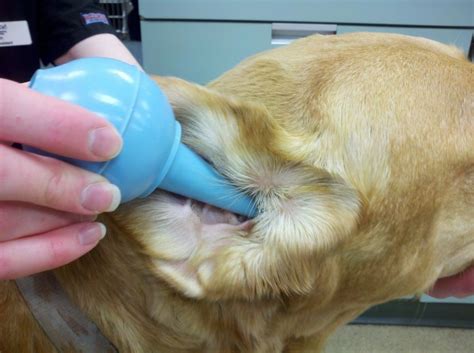 Dog Ear Care Bacterial Infections Yeast Yeast In Dogs Ears Dogs Ears