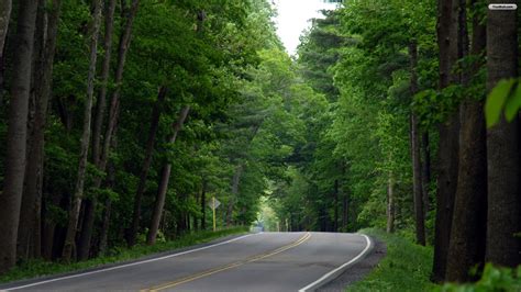 Forest Road Backgrounds Wallpaper 1920x1080 34983