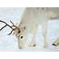 Rare White Reindeer Seen In Norway