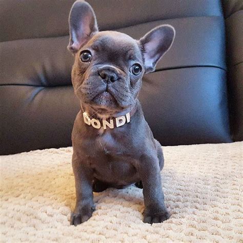Beside fuzzy, we have 2 girls and 1 boy. Baby Dondi 💙 the Blue French Bulldog Puppy, @dondiblue # ...