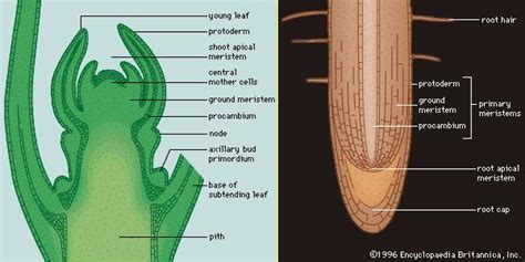 Apical Meristem Plant Anatomy