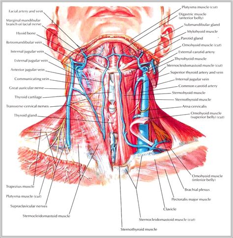 Nerves Of The Neck Graph Diagram