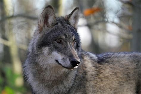 Wolf Experience Kent Wildwood Group