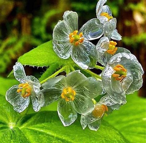 ¿sabías Que Existe Una Flor Que Se Hace Transparente Con La Lluvia