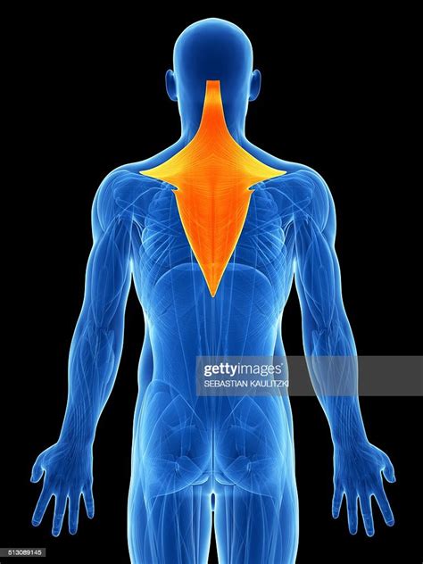 Human Back Muscles Artwork High Res Vector Graphic Getty Images