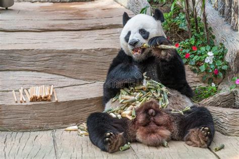 A Male Giant Panda Bear Enjoy His Breakfast Stock Photo Image Of Lazy