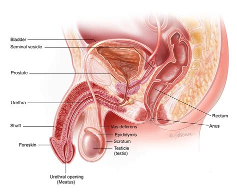 Premature Ejaculation Causes And Treatment Urology Care