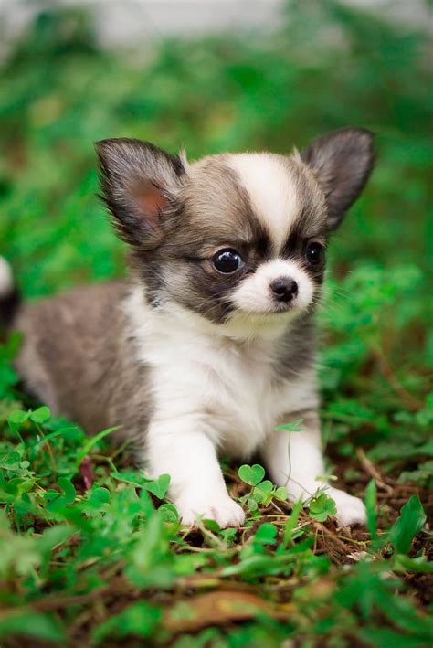 Female Chihuahua Longhair Puppy Breed By Rio Farm Click Visit Find Us