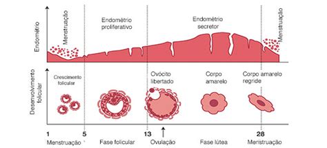 Fases Do Ciclo Menstrual Fase Folicular Fase Lútea E Ovulação