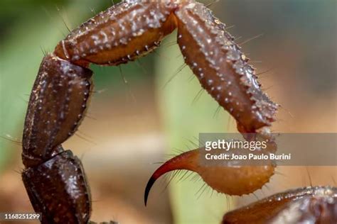 Scorpion Stinger Photos And Premium High Res Pictures Getty Images
