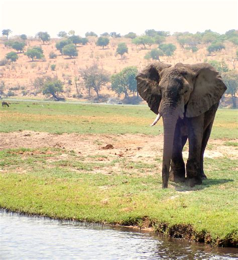 Chobe National Park Botswana Obligatory Traveler