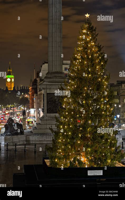 Norwegian Christmas Tree Trafalgar Square London England Uk Given