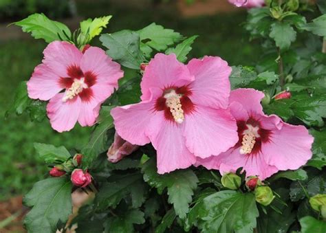 Rose Of Sharon ‘aphrodite Whistle Hill Nursery