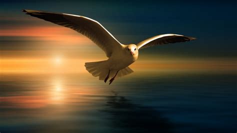 Download 1920x1080 Seagull, Sunset, Flying, Horizon, Birds ...