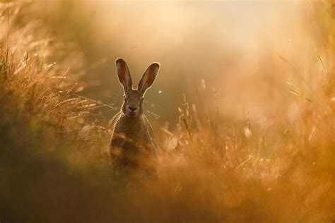 Las Fotografías Ganadoras De Los Premios Gdt De Naturaleza 2020