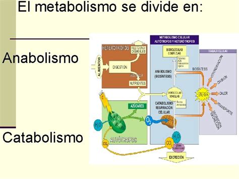 Metabolismo De Los Seres Vivos Escolar Abc Color Images