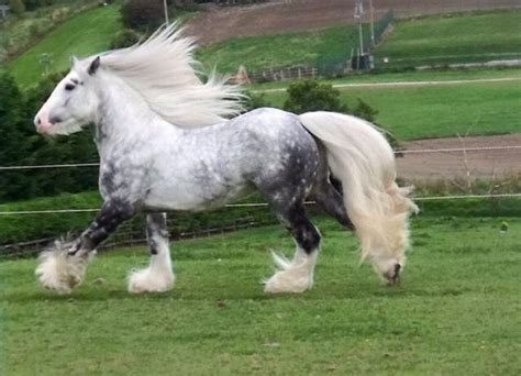 Dapple Grey Gypsy Vanner Horse Galloping Pasture Stallion Gelding Mare