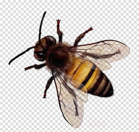 Honey Background Clipart Bee Transparent Clip Art