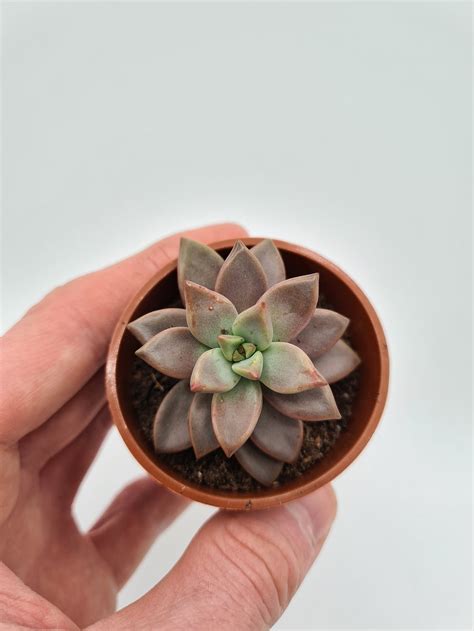 Graptosedum Bronze Succulent Bare Root Plant Rare Etsy