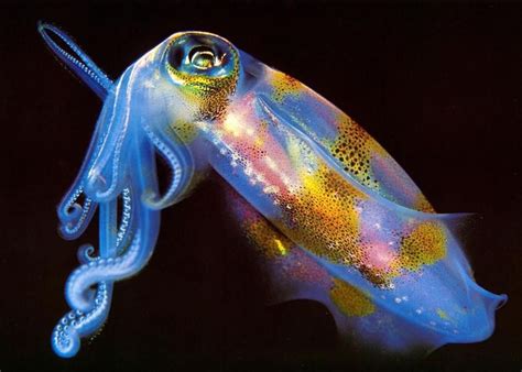 Bioluminescent Squid Créature De Mer Profonde Animaux Aquatiques