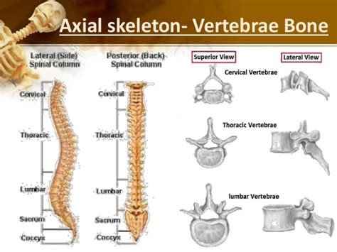 Human Skeleton Bones