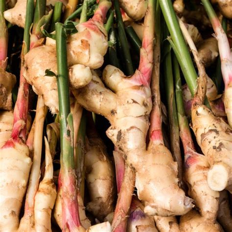 How To Grow Ginger Indoors In 2020 Growing Ginger Growing Ginger Indoors Ginger Plant