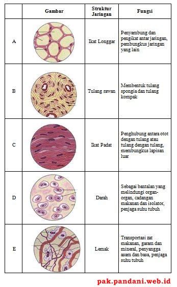 Tabel Jaringan Hewan Dan Fungsinya Lemak Baik Adalah IMAGESEE