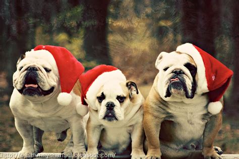 Cute And Funny Pictures Of Animals 47 Christmas Dogs