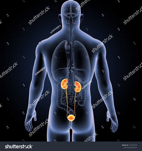 Urinary System Organs Posterior View 3d Stock Illustration 1101227537