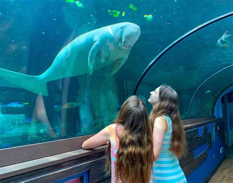 Sydney Aquarium Review Things To Do In Sydney With Kids Lets Go