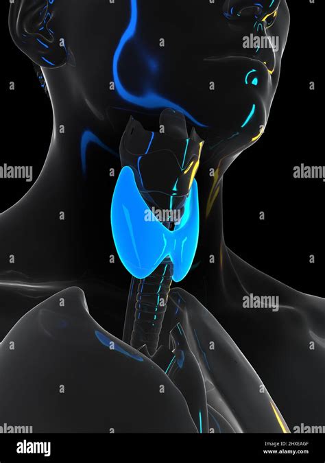 Human Thyroid Illustration Stock Photo Alamy