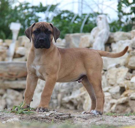 Boerboel Puppies For Sale Mascot Millenium Boerboel Breeder