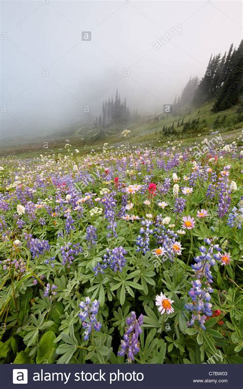 Field Of Wildflowers In Fog Edith Creek Basin Paradise Mount Rainier