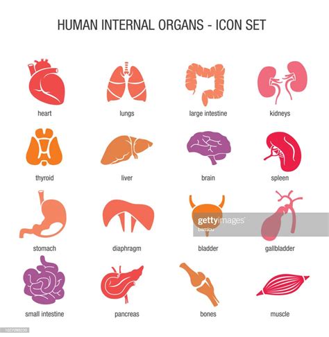 Human Internal Organs Icon Set High Res Vector Graphic Getty Images