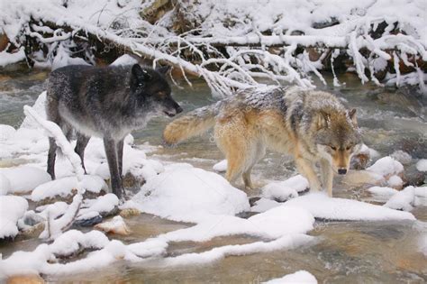 Wolves Crossing A River Stock Photo By ©designpicsinc 31617007