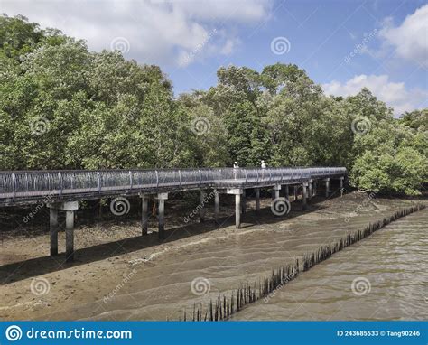 Mangrove Forest At Sungei Buloh Nature Reserve In Singapore Editorial Stock Photo Image Of