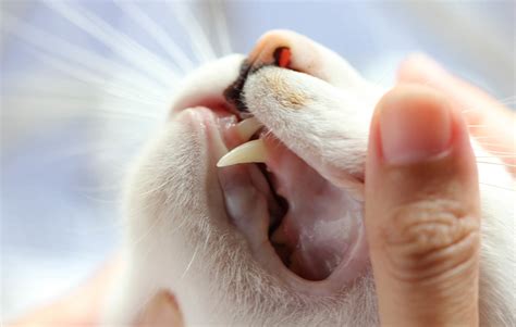 You have the option to change the appearance of the charts by varying the time scale, chart type, zooming in to different sections and. Common Feline Dental Problems | Feline Dental Treatment