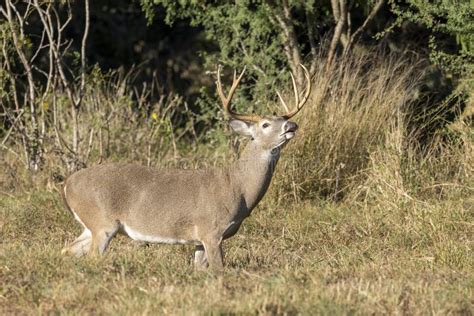 Whitetail Deer Buck In Texas Farmland Stock Photo Image Of Ears Male