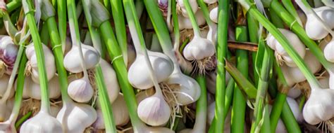 Garlic Farming In Kenya Moiben Connections Your Preferred Agro Partner