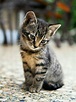 900+ Kitten Images: Download HD Pictures & Photos on Unsplash